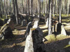 wikimedia_search