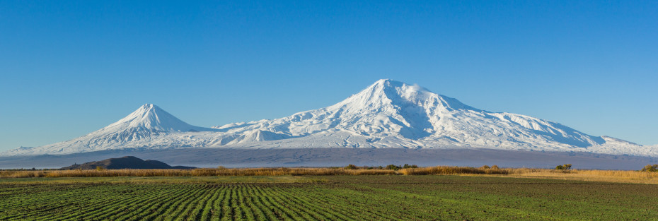 wikimedia_search