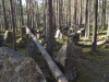wikimedia_search