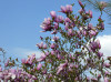 wikimedia_search