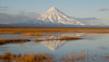 wikimedia_search