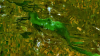 wikimedia_search