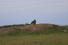 wikimedia_search