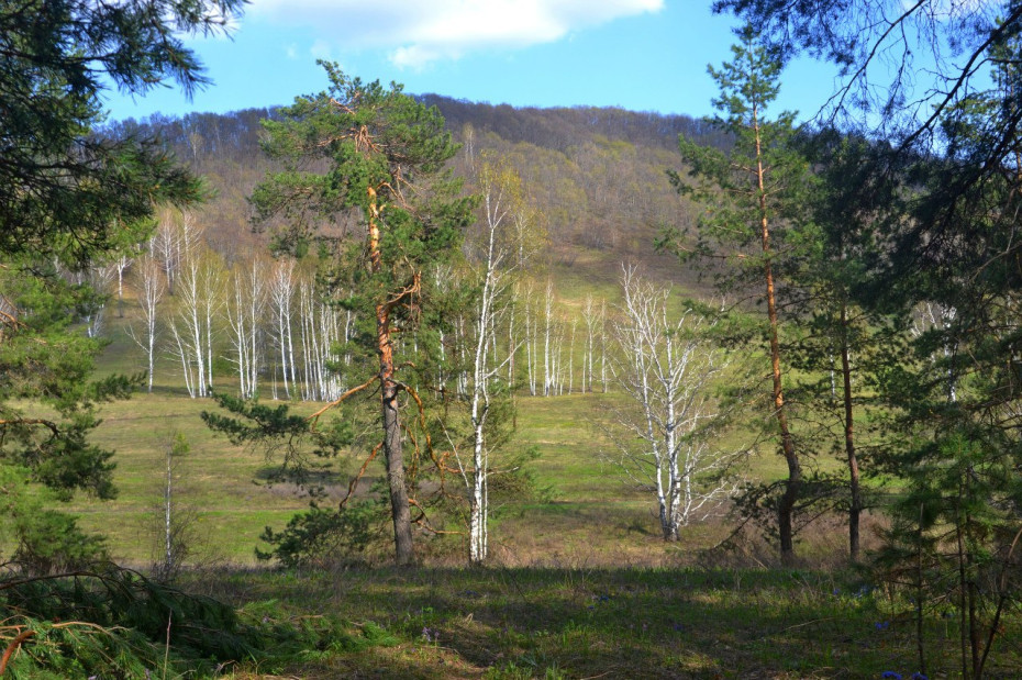 wikimedia_search