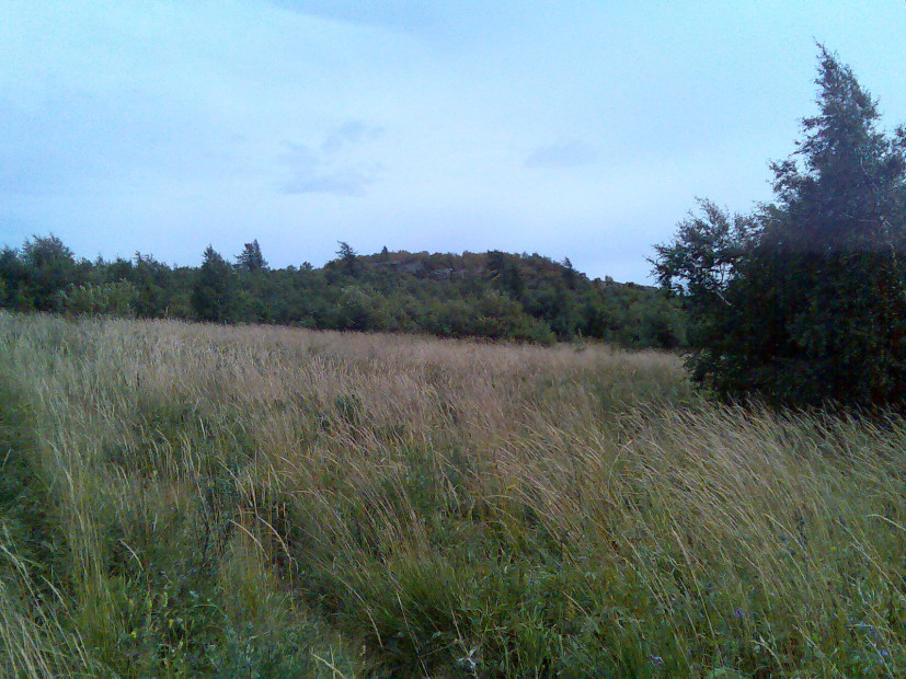 wikimedia_search