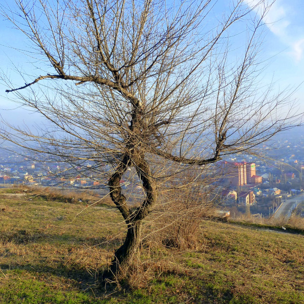 wikimedia_search