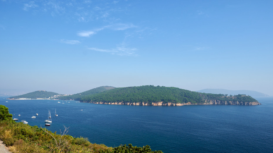 wikimedia_search