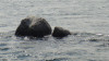 wikimedia_search