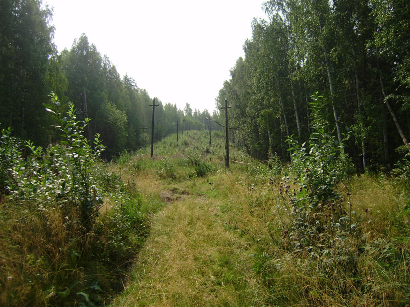 wikimedia_search