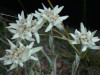 wikimedia_search