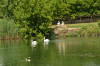 wikimedia_search