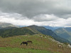 wikimedia_search