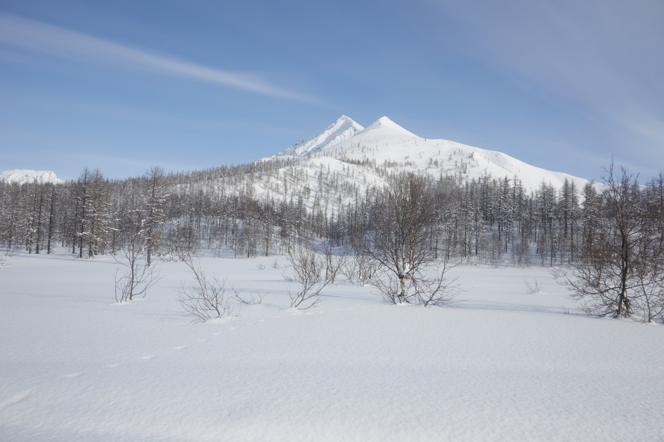 wikimedia_search