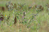 wikimedia_search