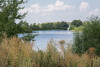 wikimedia_search