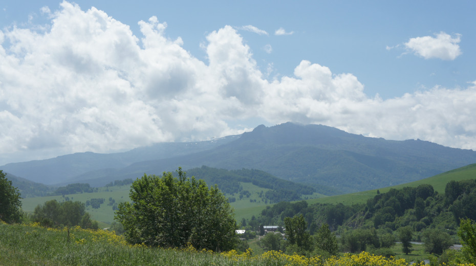 wikimedia_search