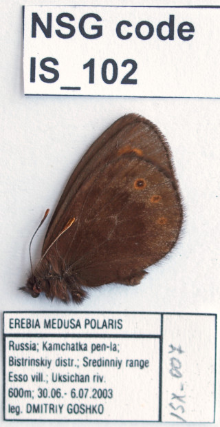 wikimedia_search