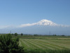 wikimedia_search
