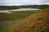 wikimedia_search