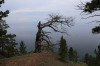 wikimedia_search